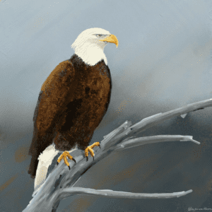 Digital Painting of a Bald Eagle